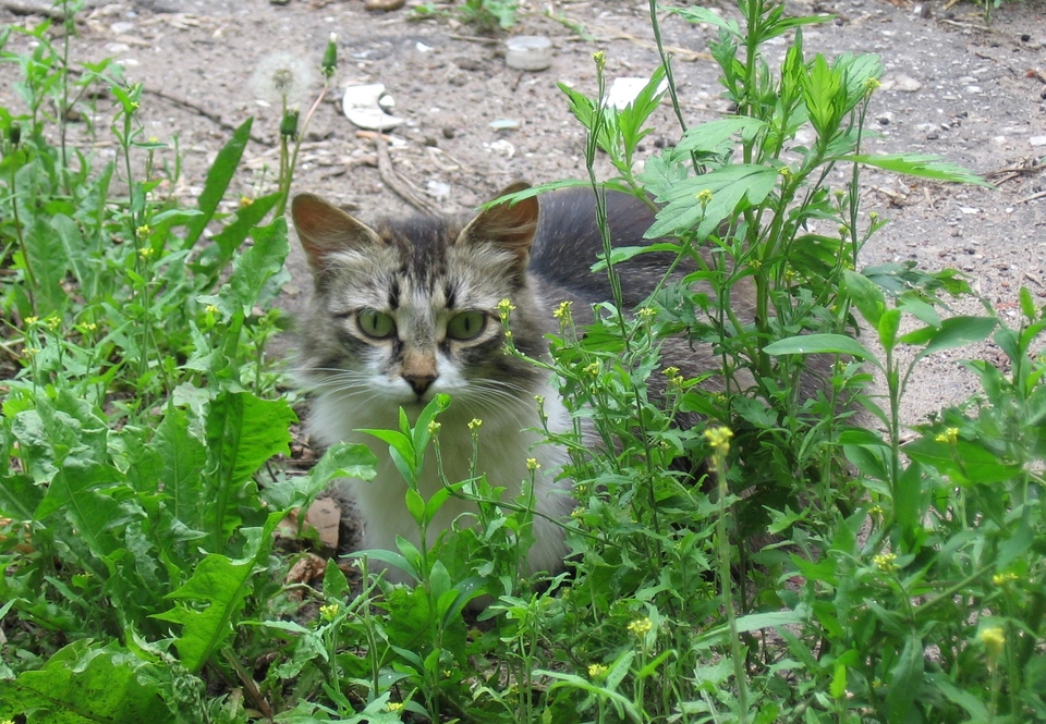 Кошка в траве