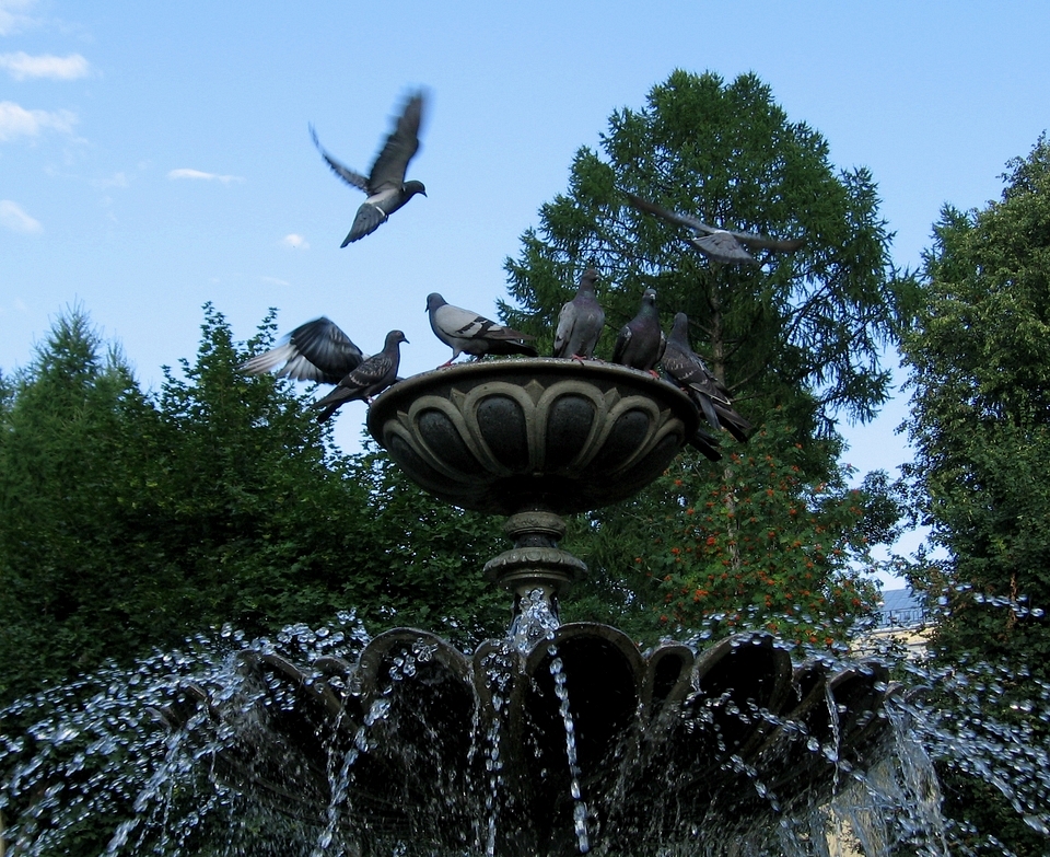 Голуби на фонтане